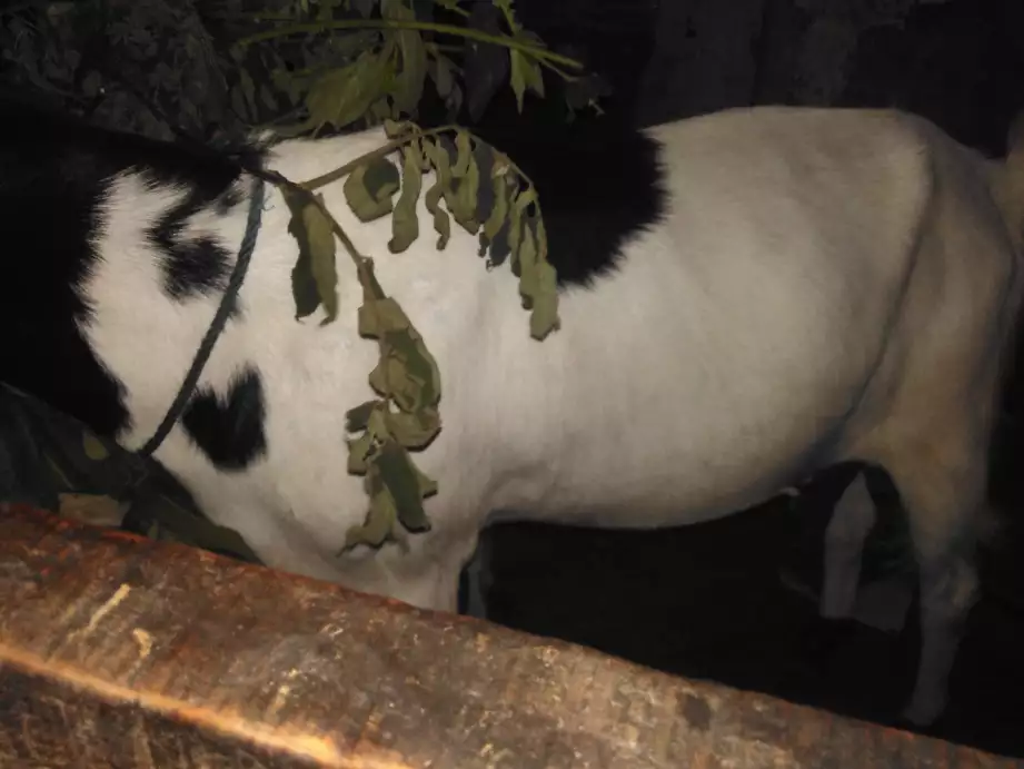 1 ekor Kambing betina