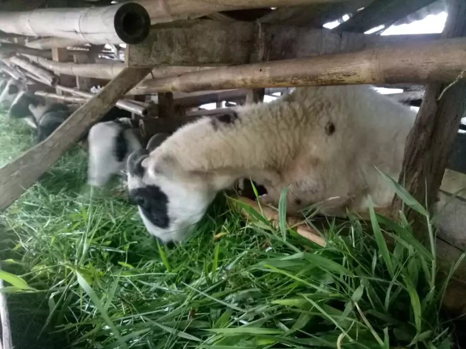 Jual domba garut hamil 2 bulan ,no.cacat insyallah sehat dan amanah