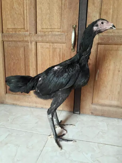 Ayam Babon Birkok Anakan Black Panther