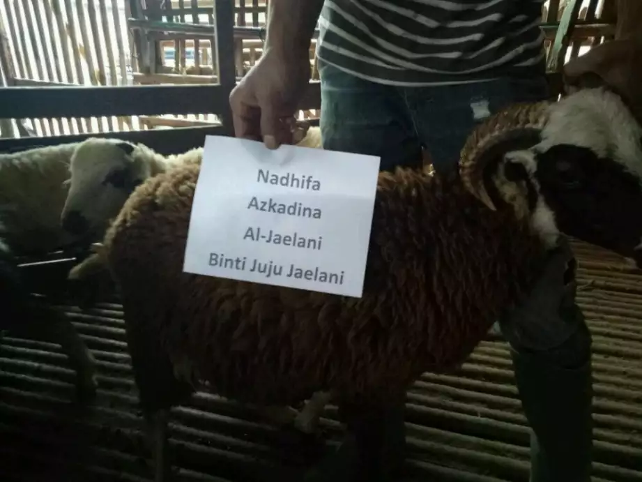 Jual kambing dan domba Aqiqah Murah free ongkir jabodetabek