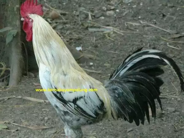 6400 Gambar Hewan Ayam Jago HD Terbaik