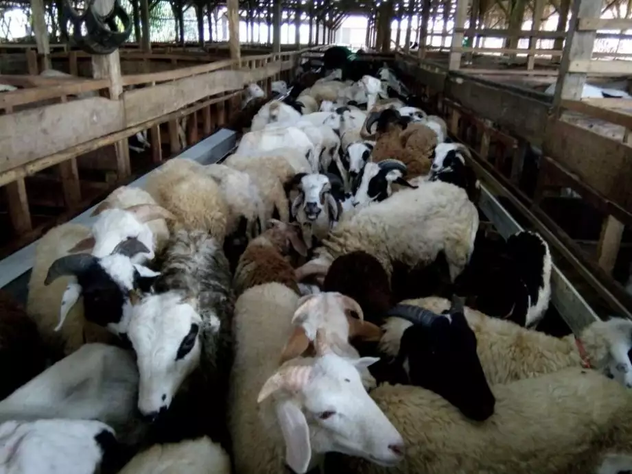 Jual kambing domba hidup untuk pesta acara keluarga hajatan syukuran