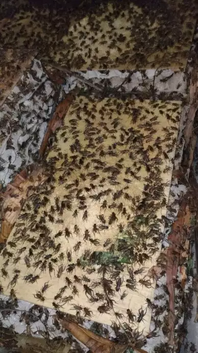 Jangkrik alam untuk pakan ternak