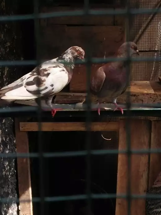 Jual burung merpati sejodo