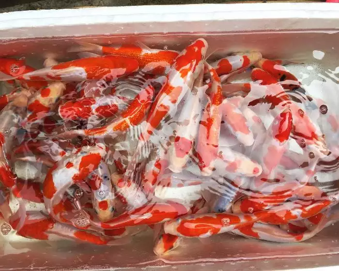 Ikan koi F1 dan Blitar