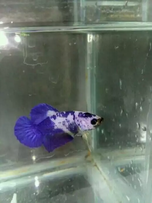 Ikan Cupang pk marbel