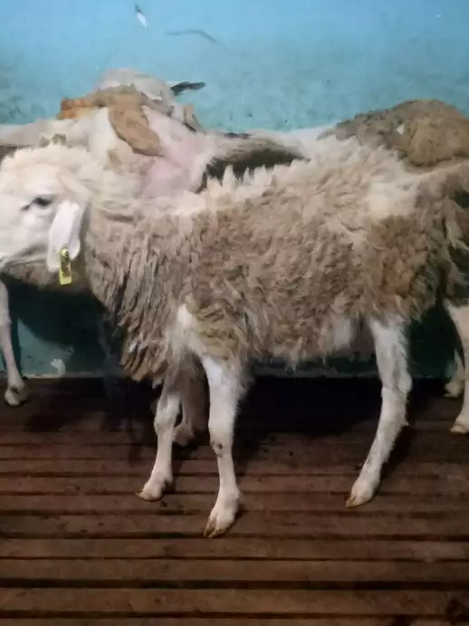 Domba & kambing aqiqoh