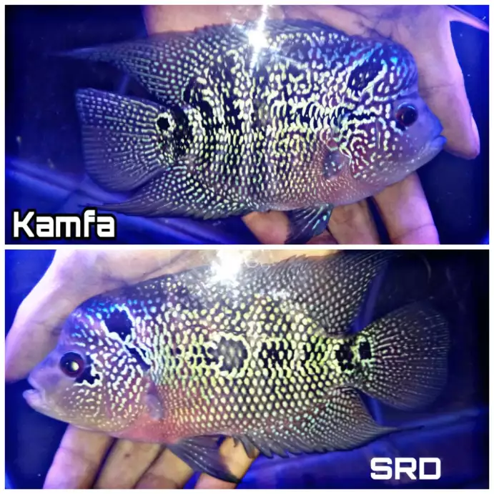 Ikan Louhan 2 Ekor Kamfa SB Dan SRD LB Mantul Kurleb 3 Jari