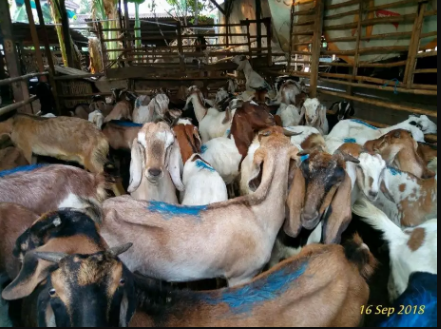 Kambing dan Domba Aqiqah di Jakarta Selatan