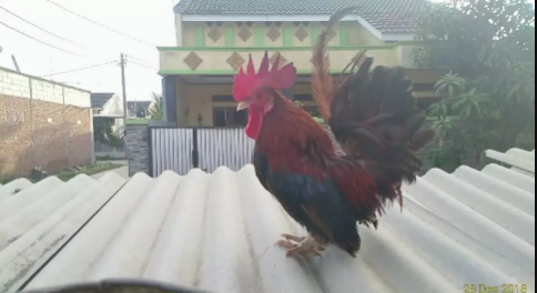 Ayam kate Jantan