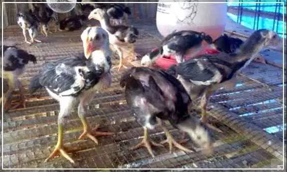 Anakan ayam bangkok Thailand
