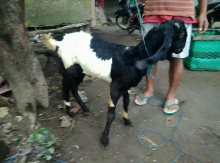 Kambing etawa jantan
