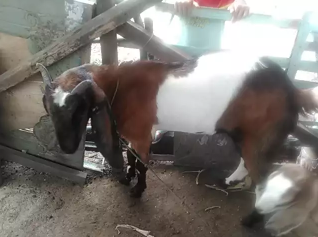 Kambing jawa masih virgin siap encus
