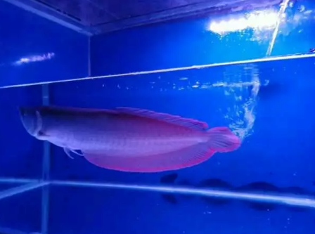 Ikan arwana arowana silver ekor merah pedes