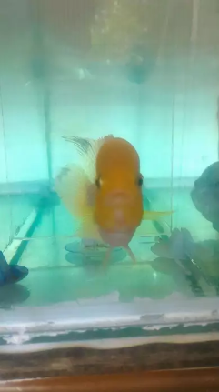 Ikan Louhan Golden Base Pearl