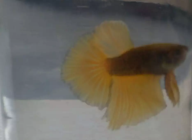 Ikan cupang halfmoon Kuning
