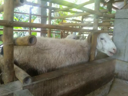 Kambing Domba Jantan