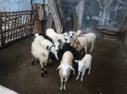 Domba / kambing aqiqah