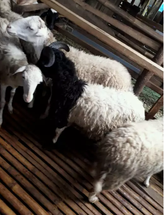 Kambing domba praktis untuk aqiqah keluarga anda