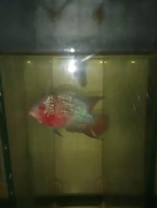 Ikan lohan ukuran 6-7cman