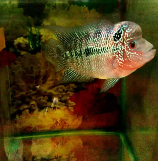 Ikan Louhan Cencu SETYA ABADI