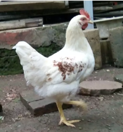 Ayam Hias Boiler Putih Jantan