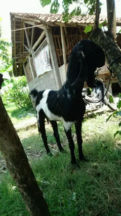 Kambing betina