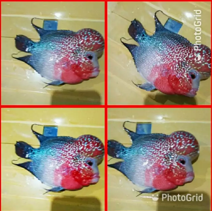 Ikan king super red dragon boom head kualitas Thailand