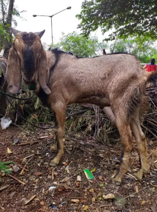 Kambing jawa randu siap akikah…