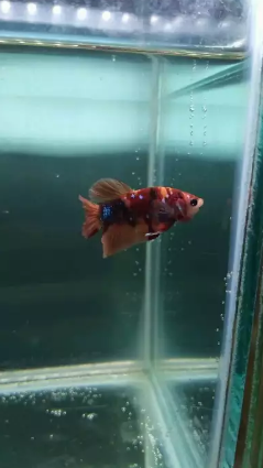 Ikan Cupang Nemo Galaxy Jual Beli Hewan Jadi Mudah
