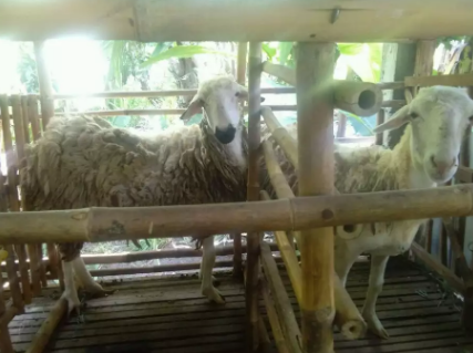 Jual Kambing Domba Betina
