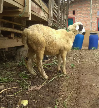 Kambing aqiqah jantan Gemuk Gan