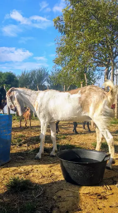 Dijual Kambing Betina Unggul