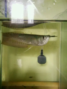 ikan arwana silver