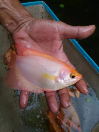 Jual Ikan Gurame Padang Jakarta Selatan