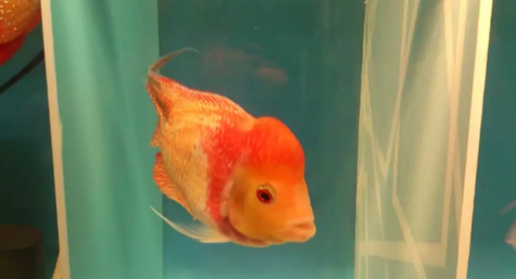 Ikan louhan Golden base