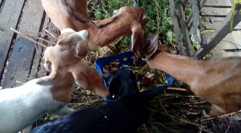 Jual borongan murah kambing 4 ekor 3,8jt