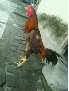 Jual ayam petarung uk 5=5/5 pukul ko,saraf komplit