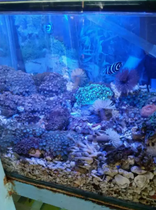 Anemon ikan laut Grosir dan eceran