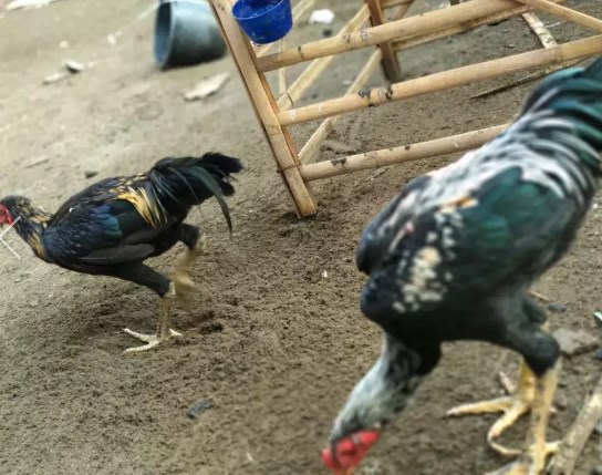 Ayam Bangkok Jalak