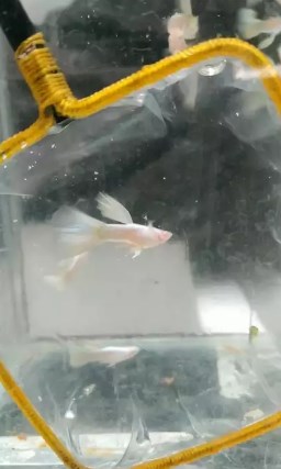 Ikan guppy albino full platinum