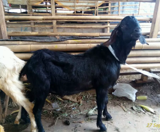 Kambing atau Domba Aqiqah di JakSel
