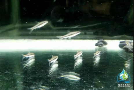 Ikan Siamese Algae Eater (SAE) fauna Aquascape/Aquarium