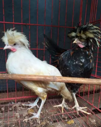 Ayam Polandia Sepasang dan Kandang