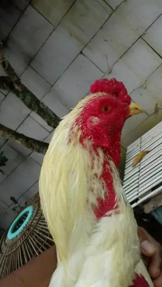 Ayam Bangkok Jual Ayam Bangkok Edisi Mau Pindahan Jual Cepat Jual Beli Hewan Jadi Mudah