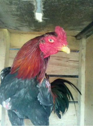 Jual ayam birkok pukul keras teplek sola atas uk 5/5 bahu.