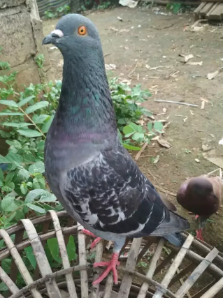 Burung Dara Laman 22 Jual Beli Hewan Jadi Mudah