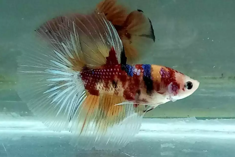 Di jual ikan cupang jenis halfmoon emerald