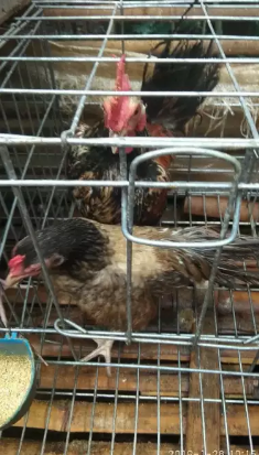 Ayam kate sepasang