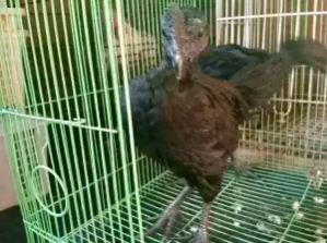 Obral Ayam Cemani 4 Bulan Up Mantap Kwalitas Super Jaminan Mutu